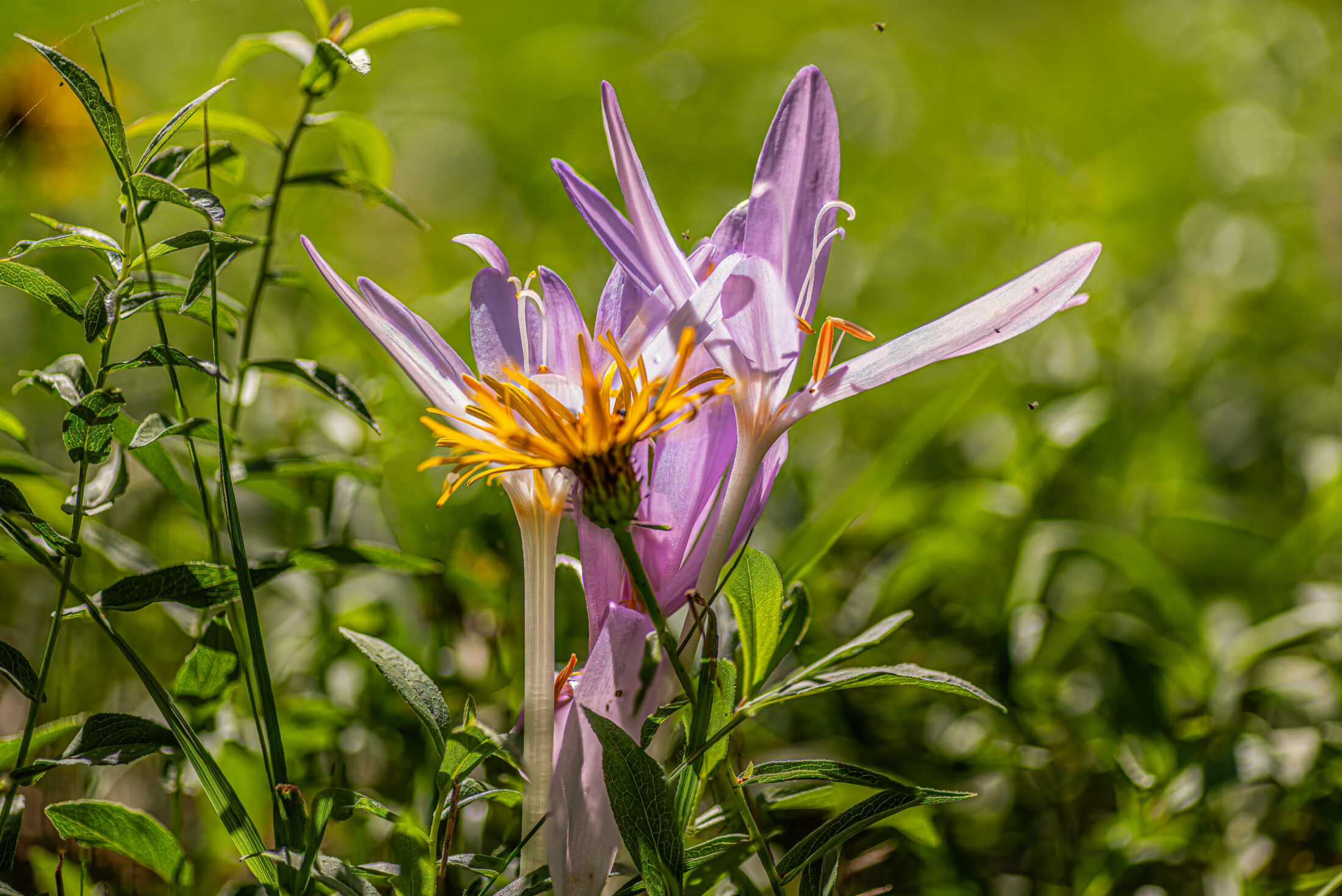This macro photograph captures the intricate beauty of two distinct wildflowers, likely an autumn crocus (Colchicum autumnale) and a yellow aster or similar composite flower, blooming together in a sun-drenched meadow. The shallow depth of field, achieved