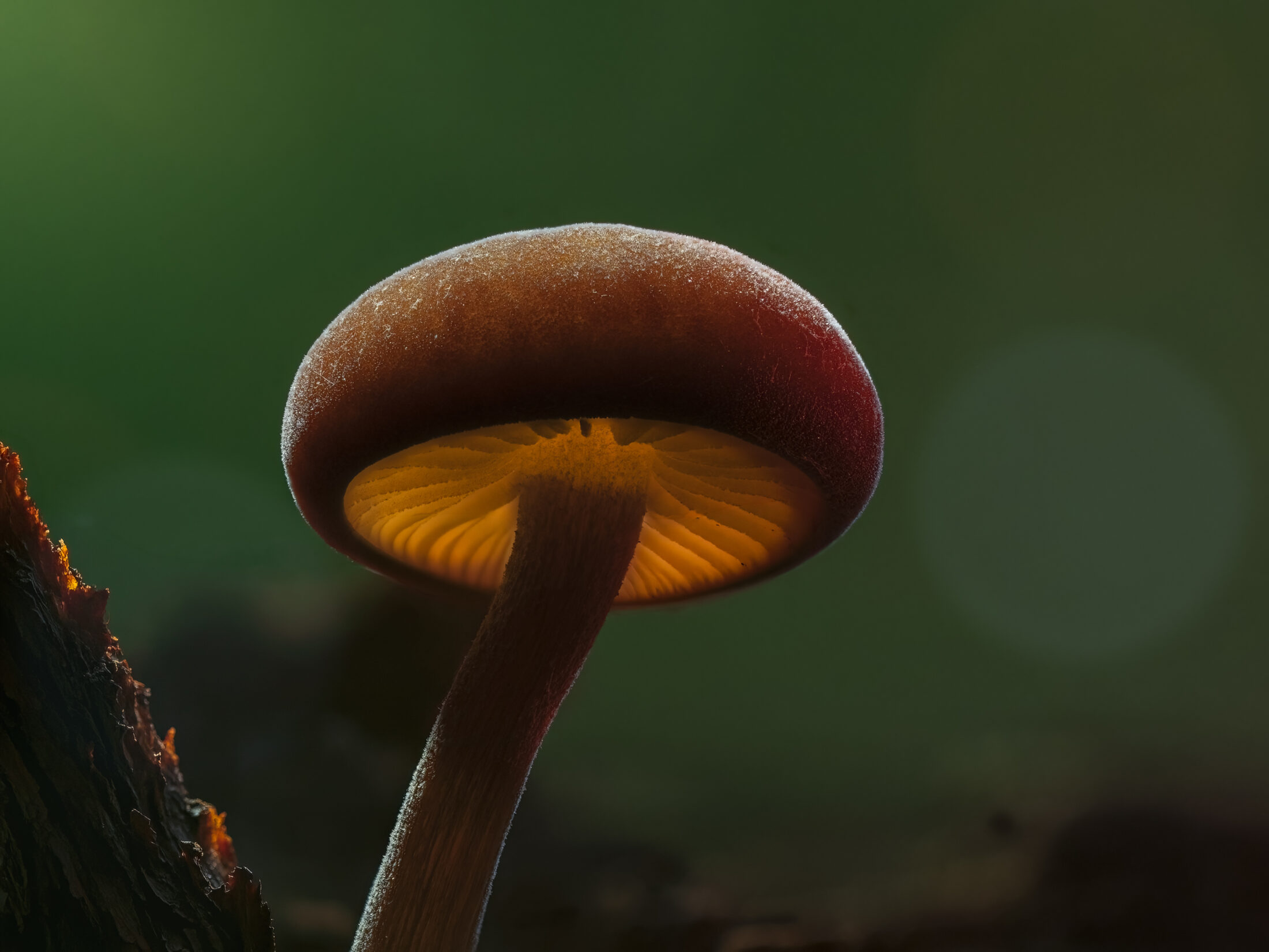 Backlit Autumn Mushroom in the Forest