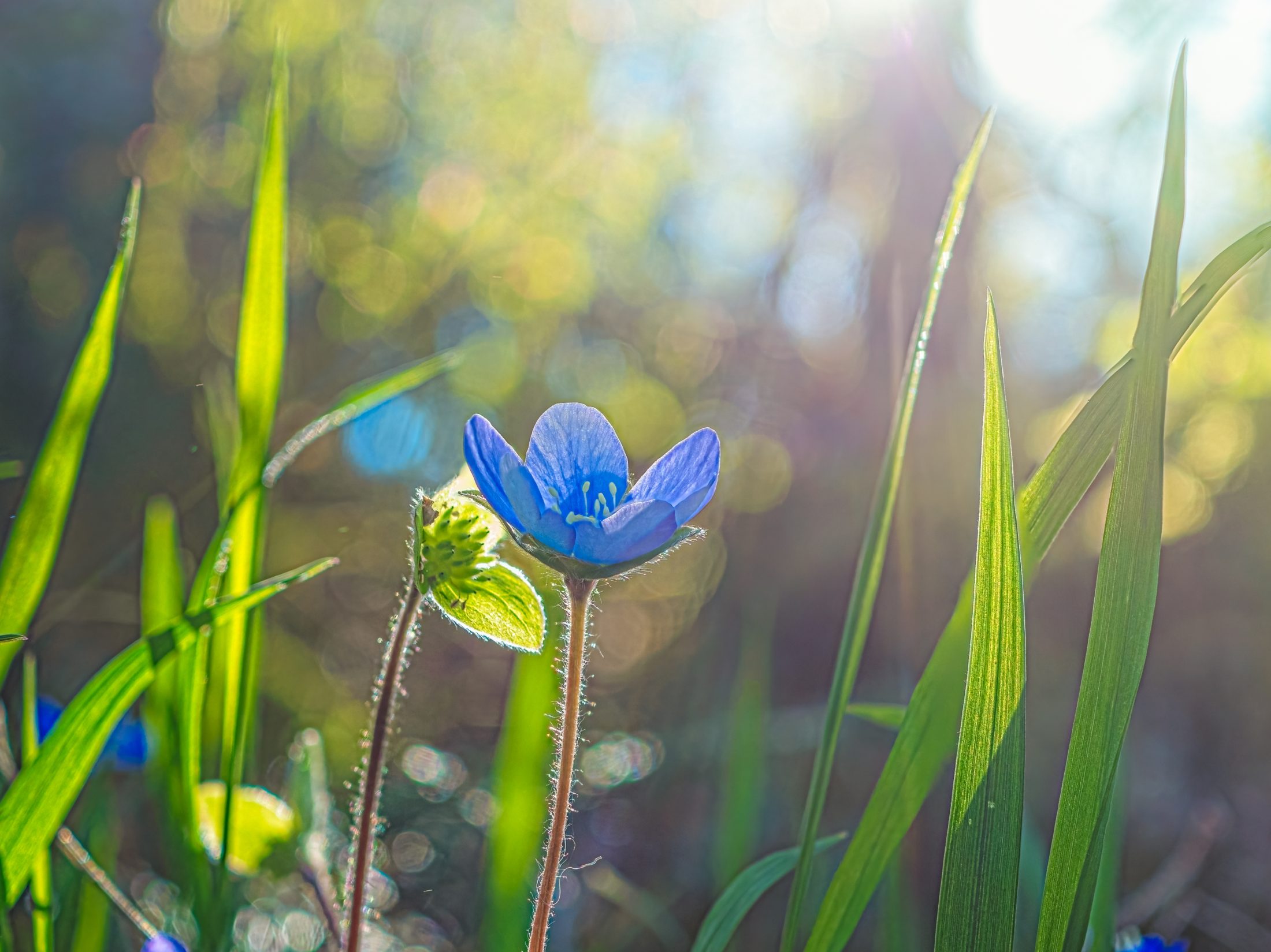 Backlit Blue Liverleaf in Spring