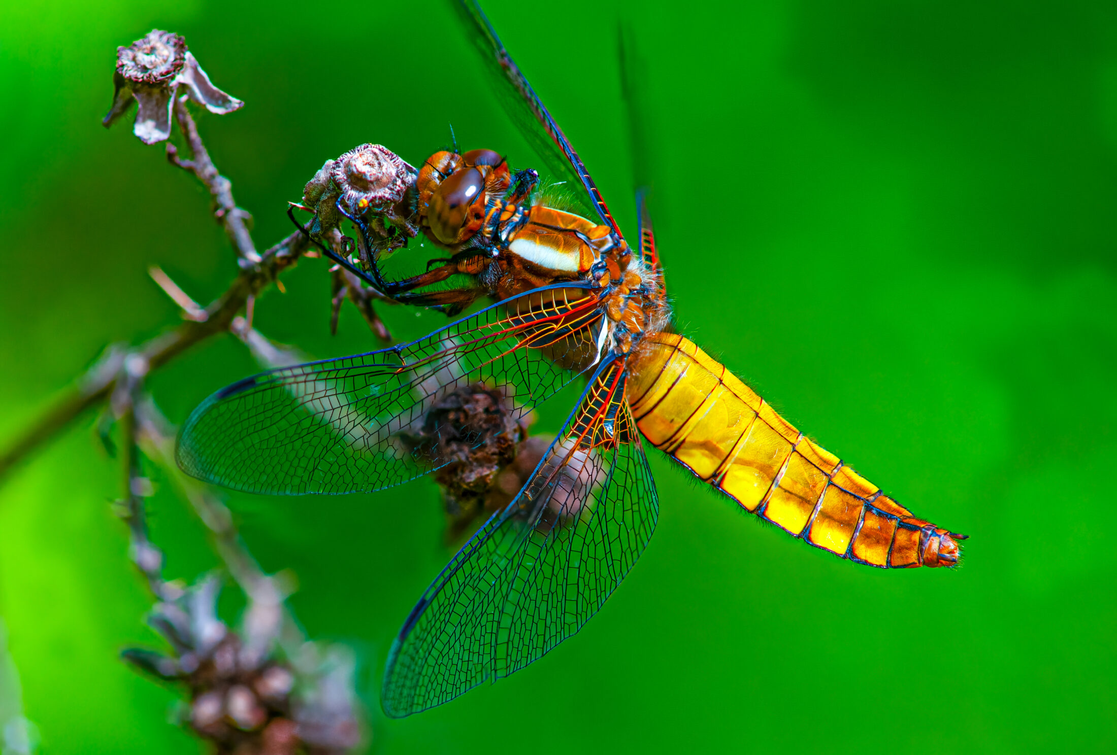 Broad-bodied Chaser Perched-1