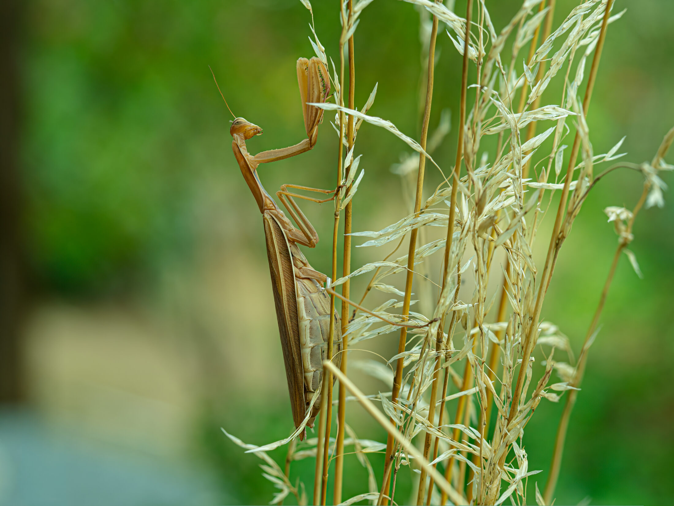 Brown Praying Mantis on Dry Grass