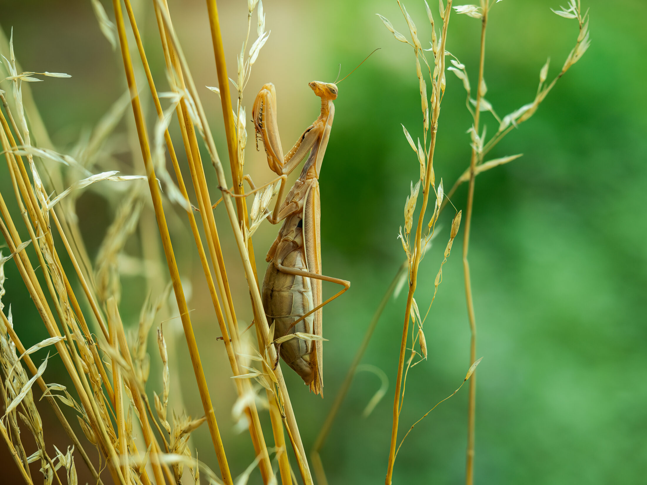 Brown Praying Mantis on Dry Grass