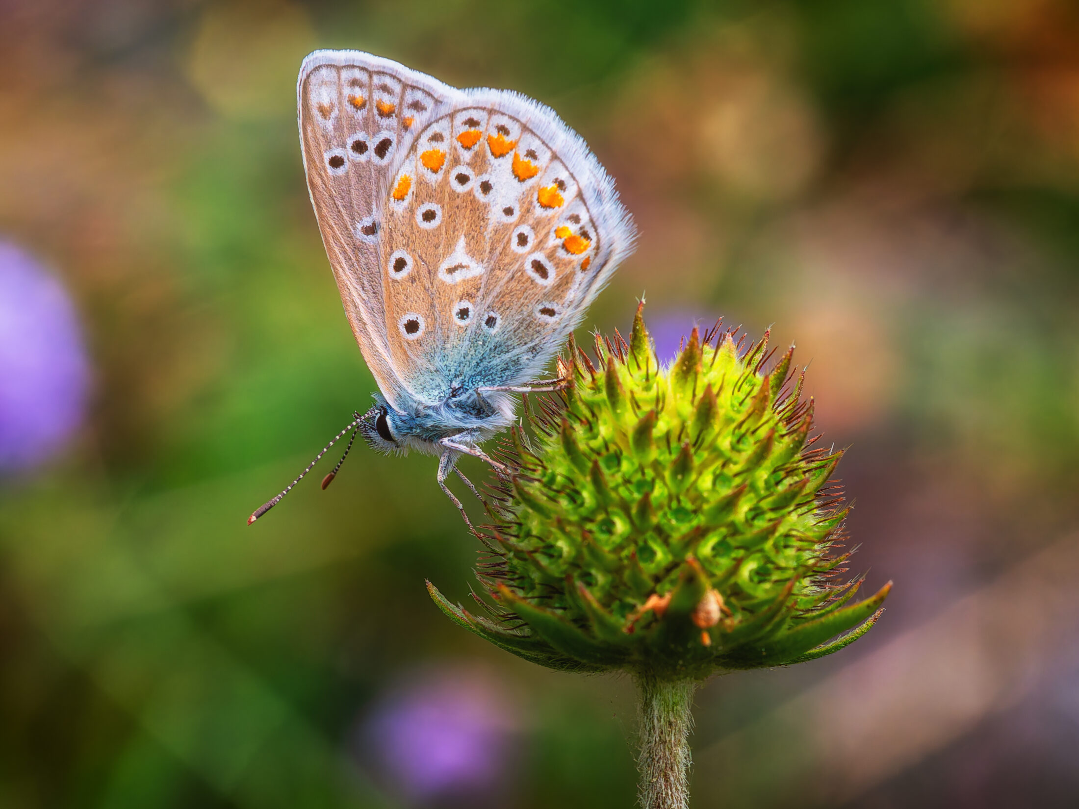 This stunning macro photograph captures a Common Blue butterfly (Polyommatus icarus) delicately perched on the thorny bud of what appears to be a Scabious flower. The butterfly's intricate wing patterns, featuring a subtle blue body transitioning to brown