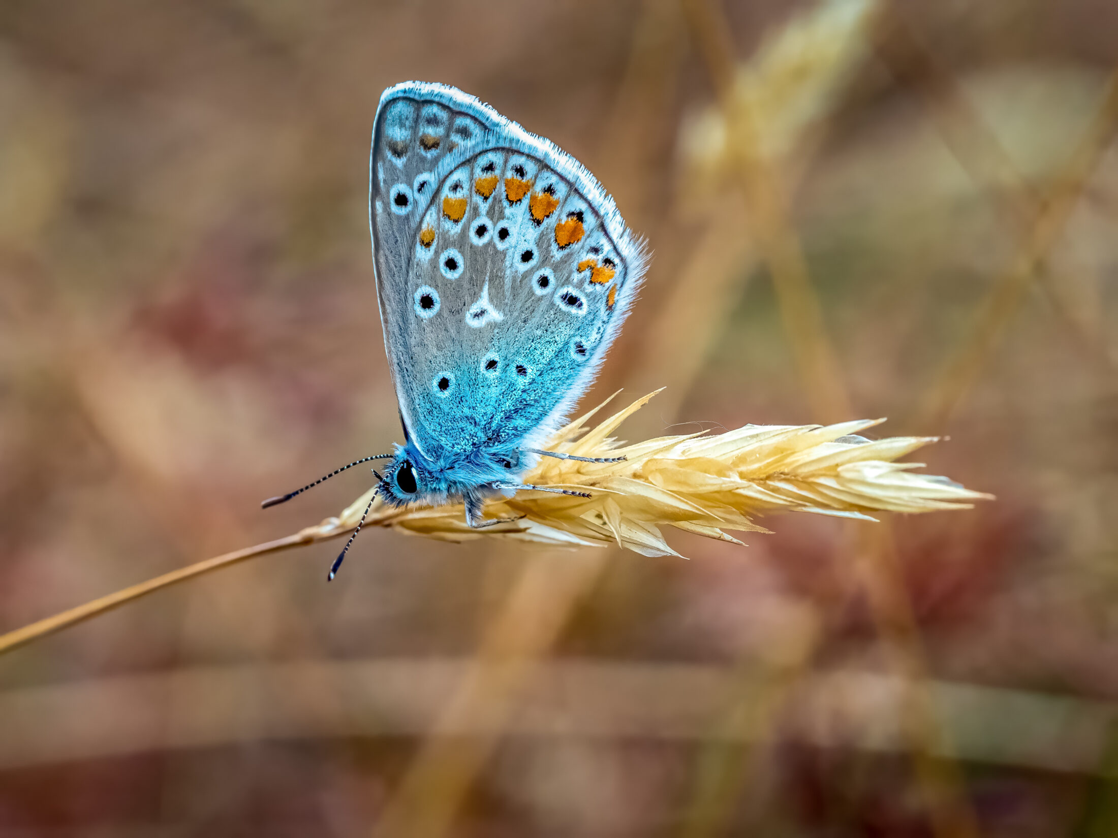 A stunning macro photograph captures a male Common Blue butterfly (Polyommatus icarus) resting gracefully on a dried grass seed head. Its vibrant azure wings, adorned with distinct black spots ringed in white and a row of orange lunules along the margin,