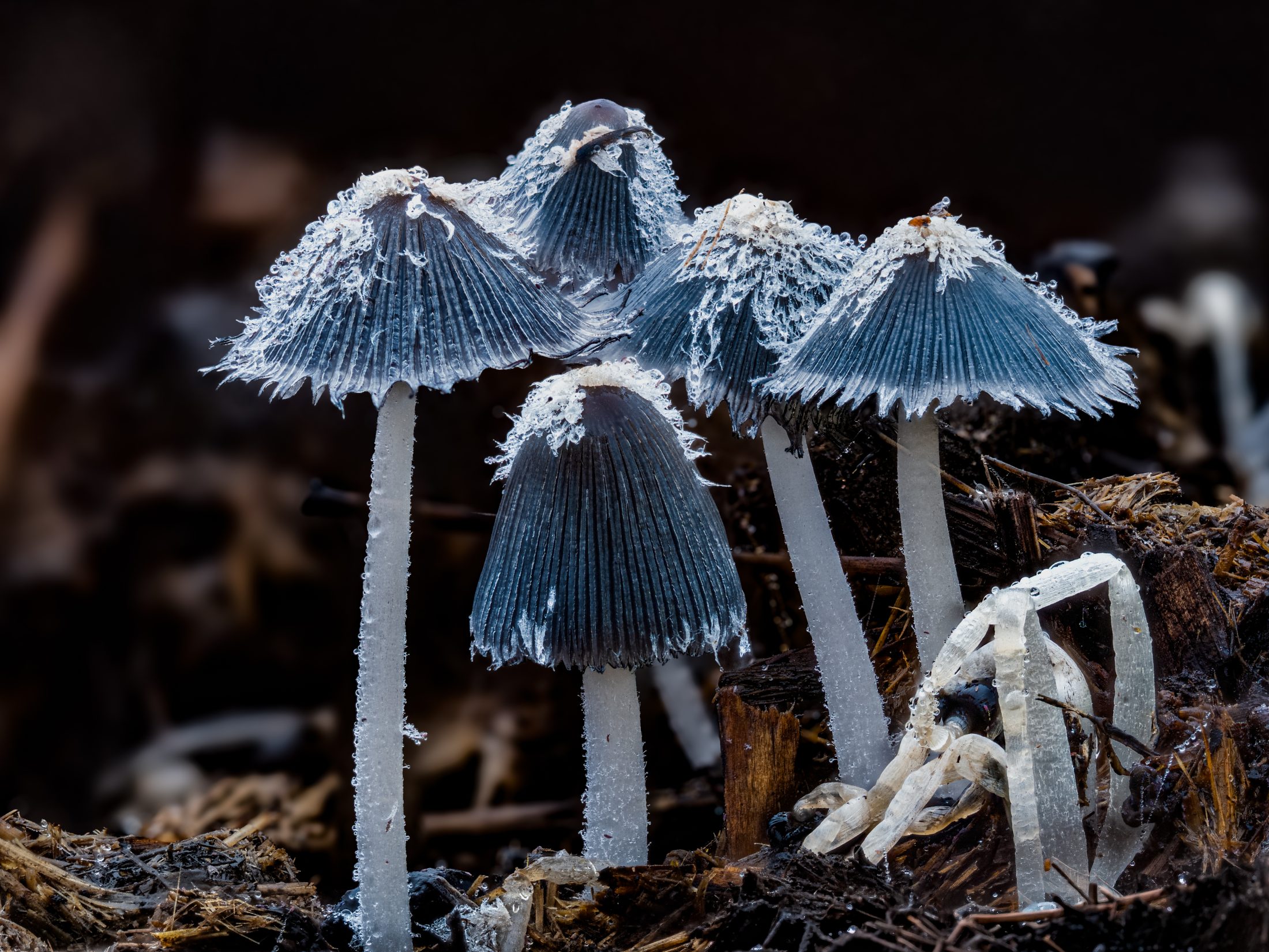 Dew-kissed inkcaps in the forest undergrowth