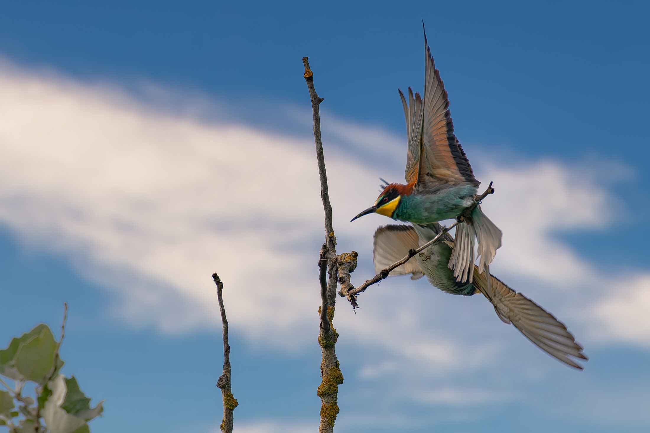 Dynamic Mid-air Tussle Of European Bee-eaters At Kahlenberg-2