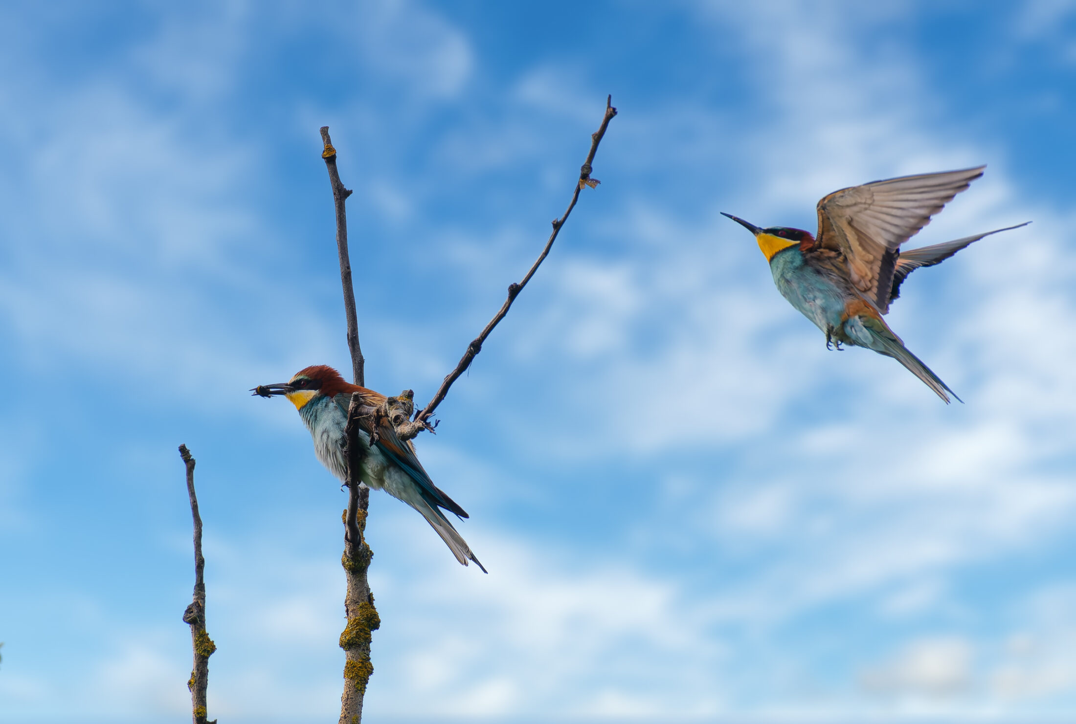 European Bee-eaters In Action, Kahlenberg (Ringsheim, Germany)-1