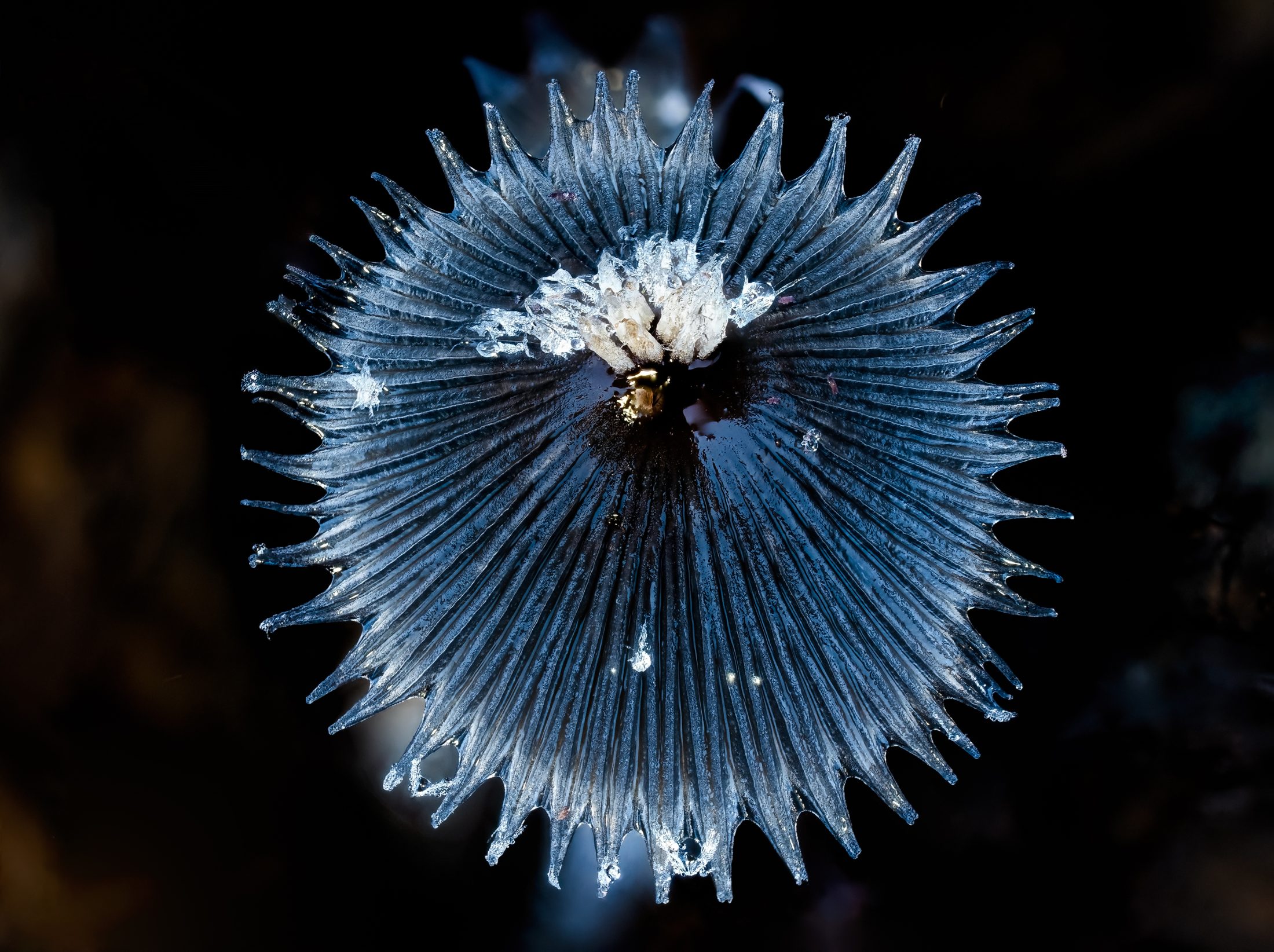 Frosted Inky Cap – Macro Focus Stack