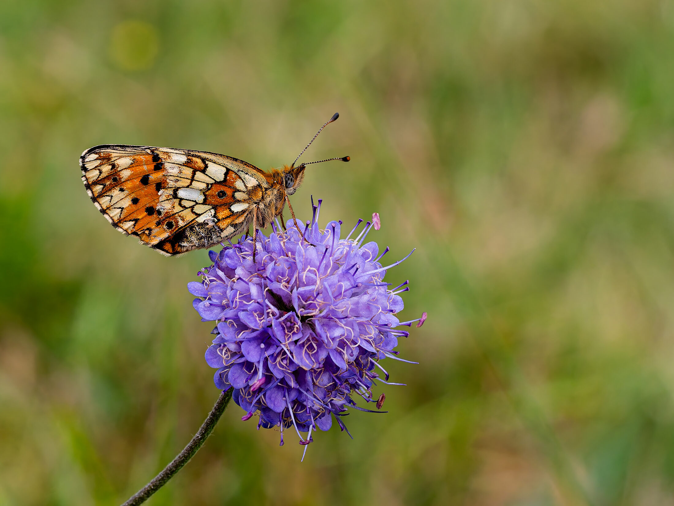 Heath Fritillary on Devil’s-bit Scabious