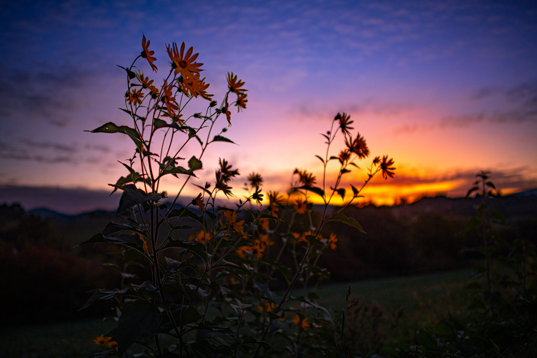 Herbstblüten im Licht des Sonnenaufgangs