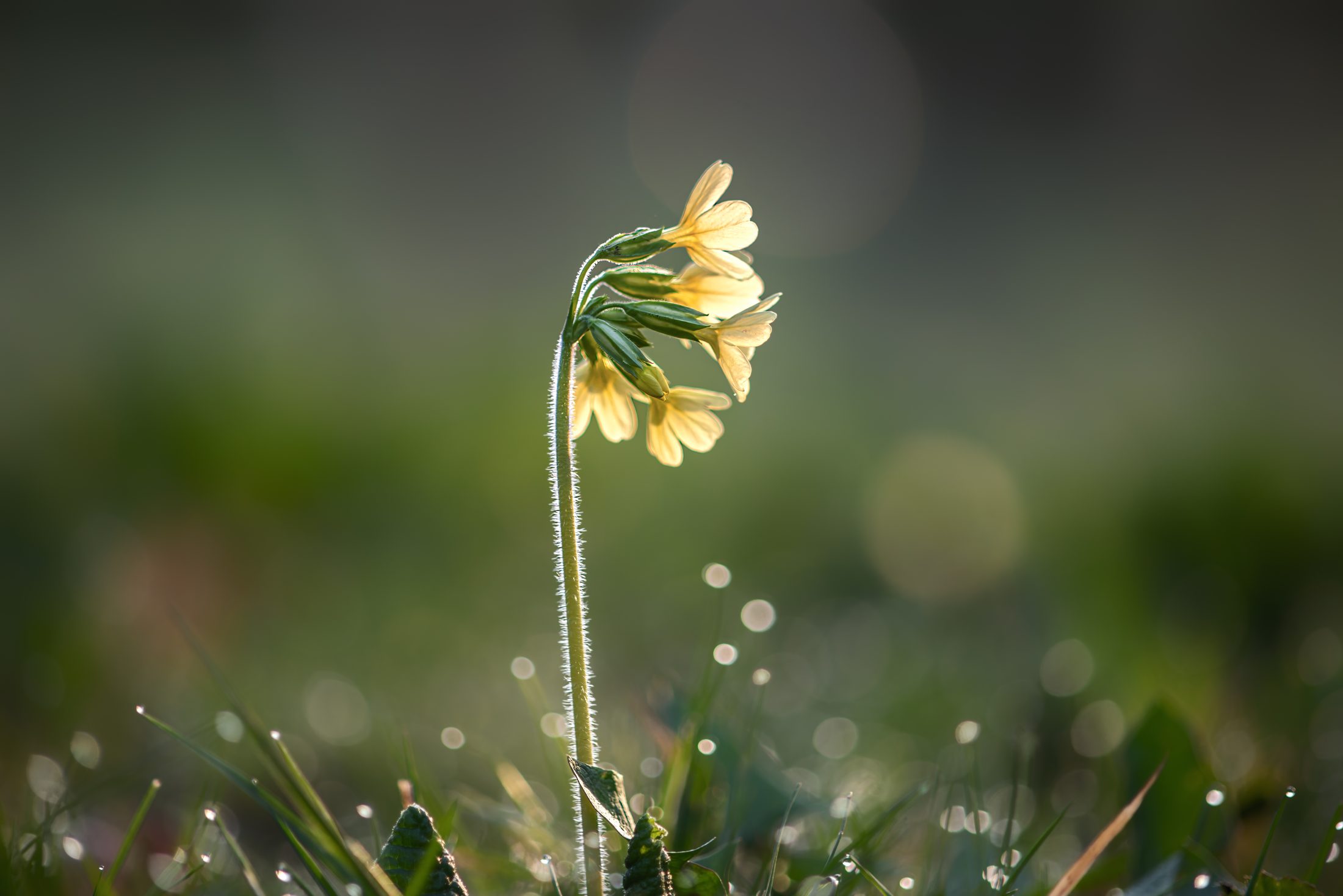 Hohe Schlüsselblume im Morgentau