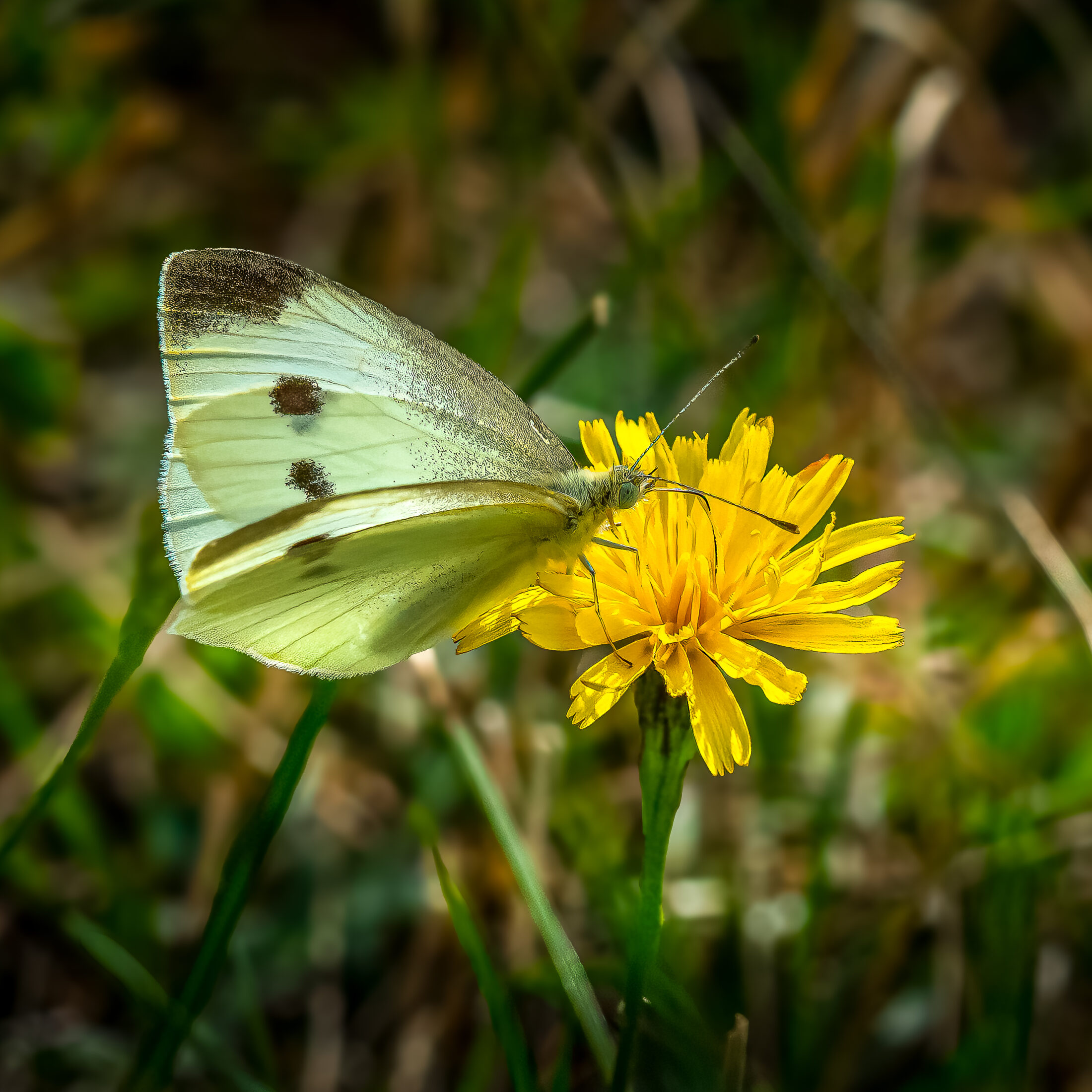 Kohlweißling auf gelber Blüte