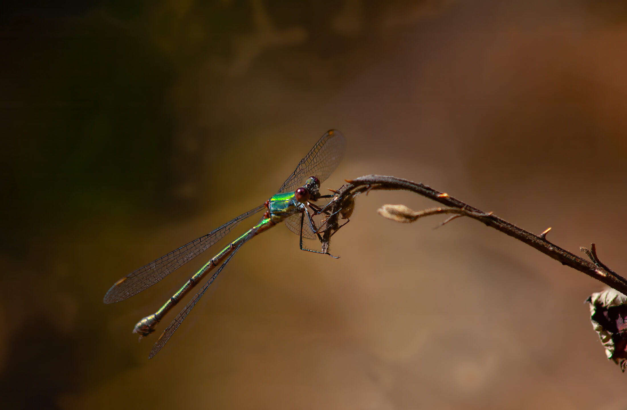 Metallic Green Damselfly on a Thorny Twig