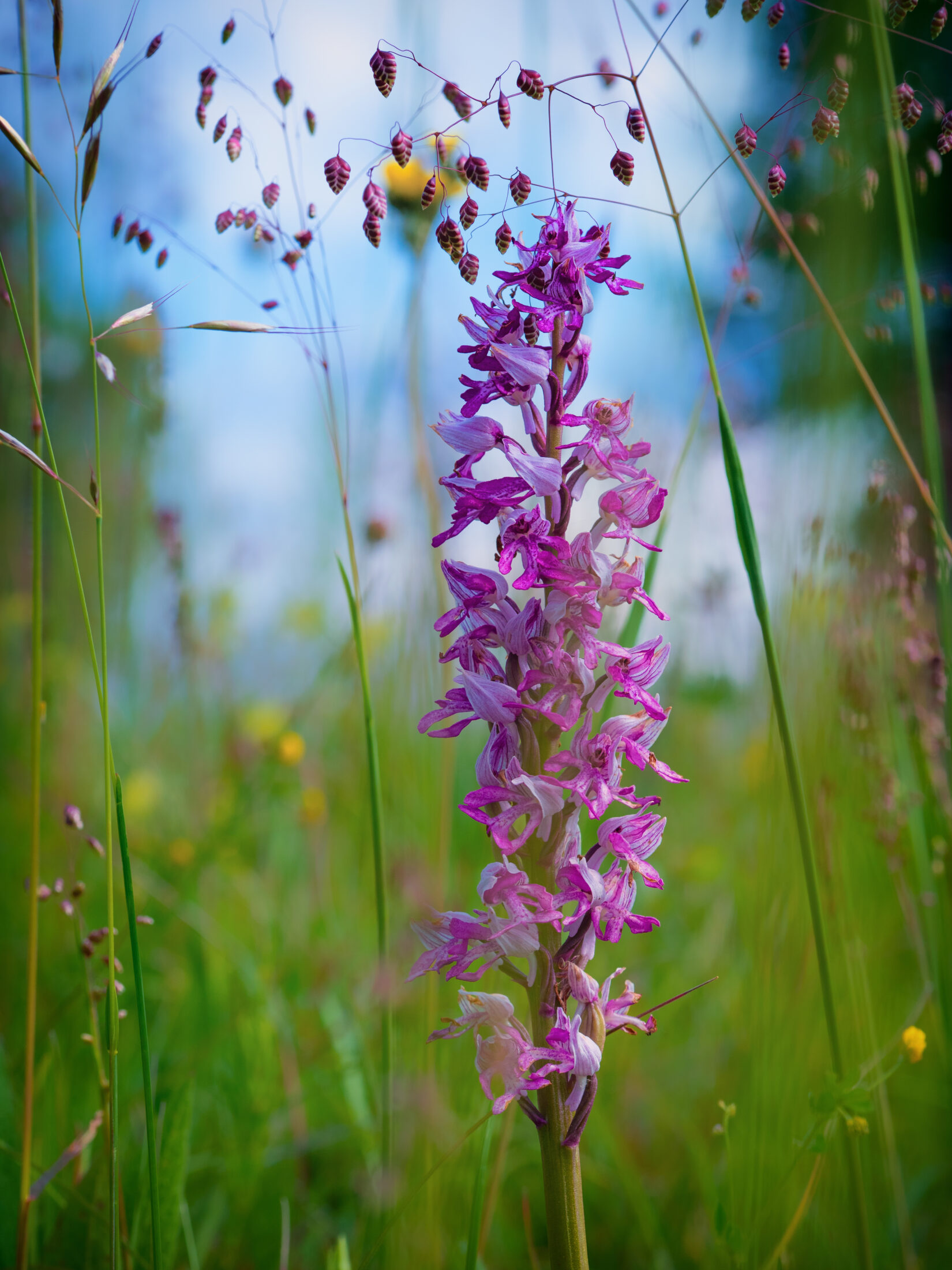 Military Orchid In A Wildflower Meadow