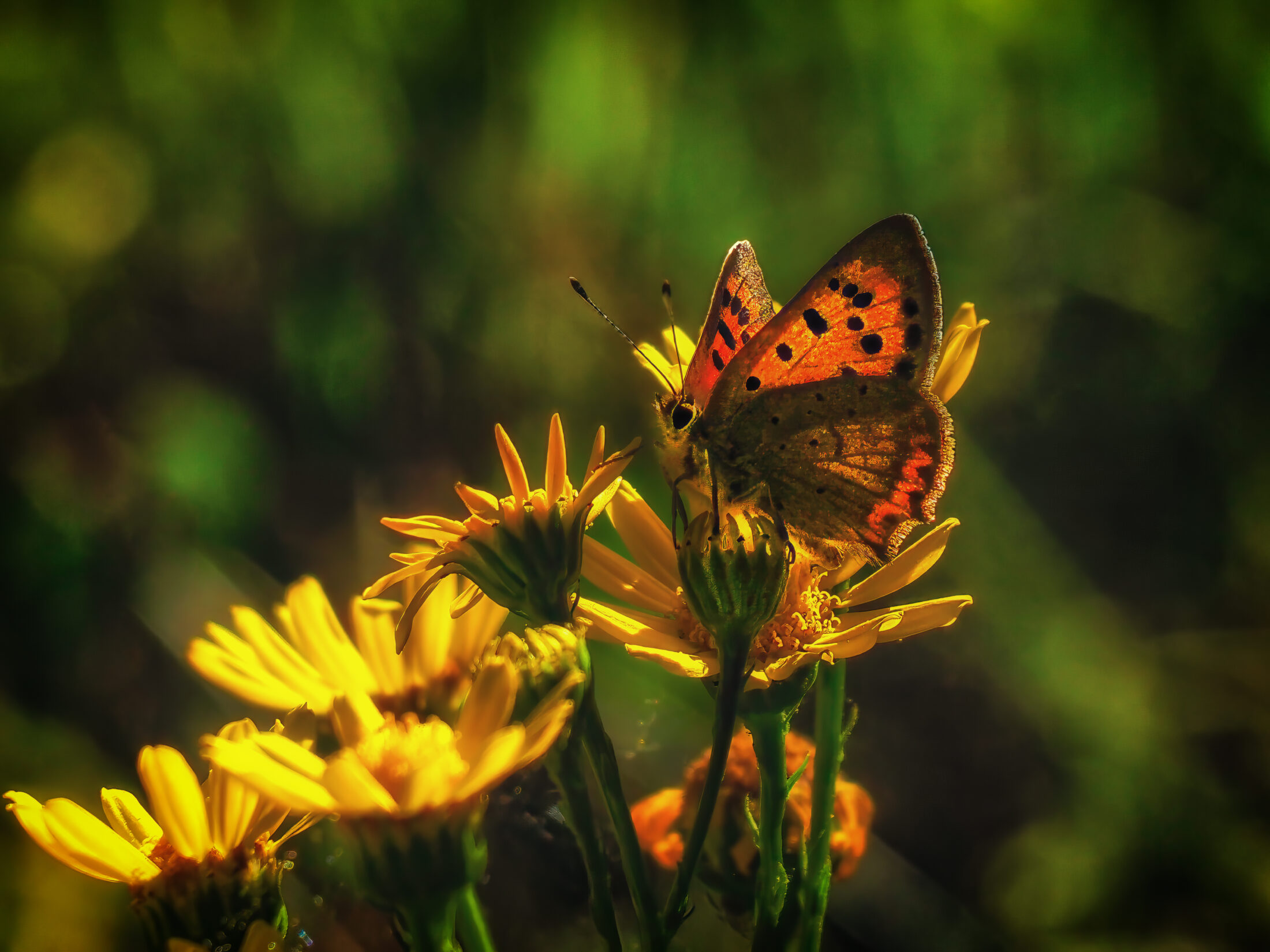 A delicate butterfly, likely a Small Copper (Lycaena phlaeas), is captured in exquisite detail as it perches on a bright yellow wildflower. The late afternoon sun illuminates its wings, revealing intricate patterns and a warm, orange hue against a softly