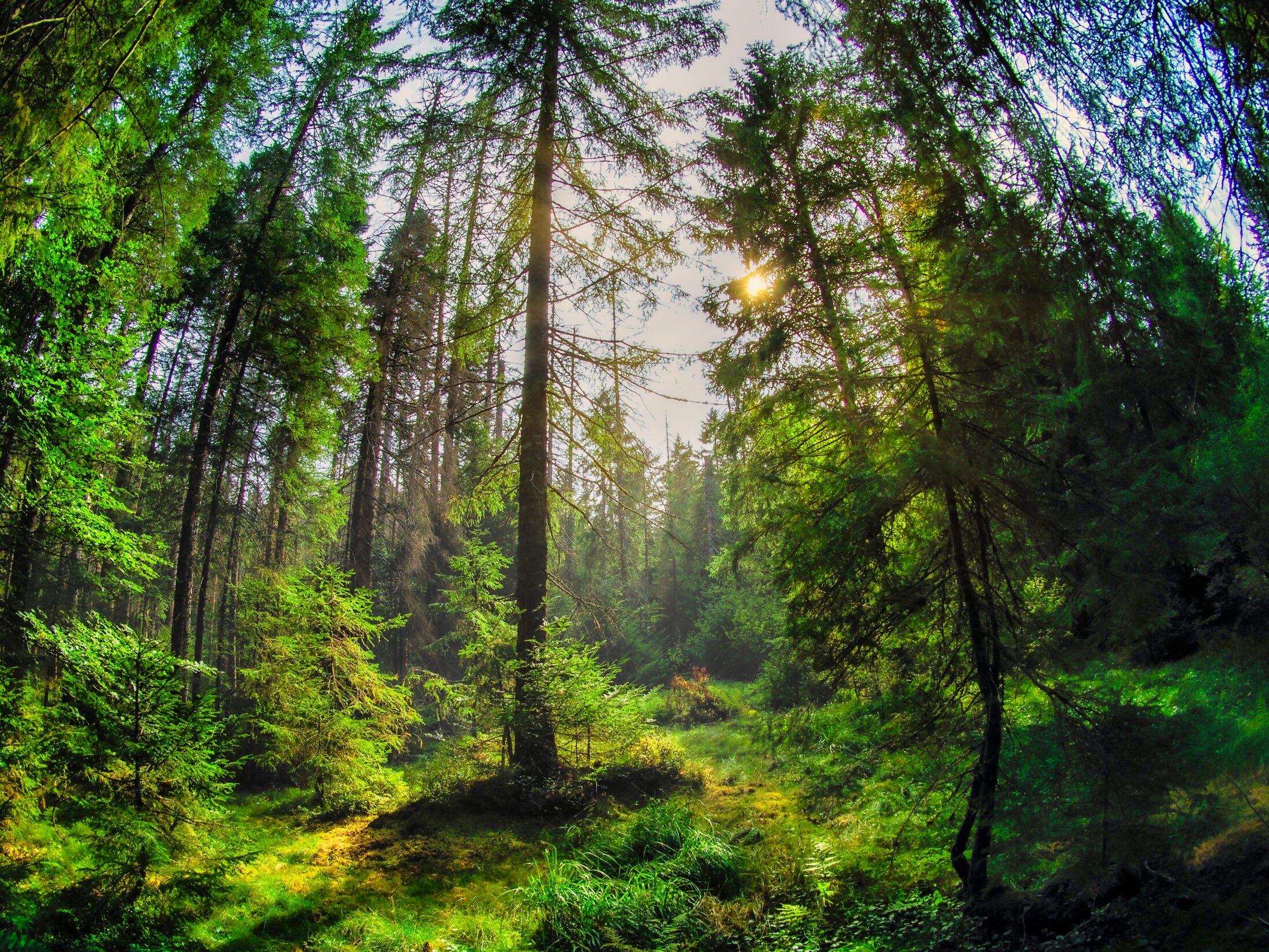 Sonnenlicht im Fohrenmoor-Wald
