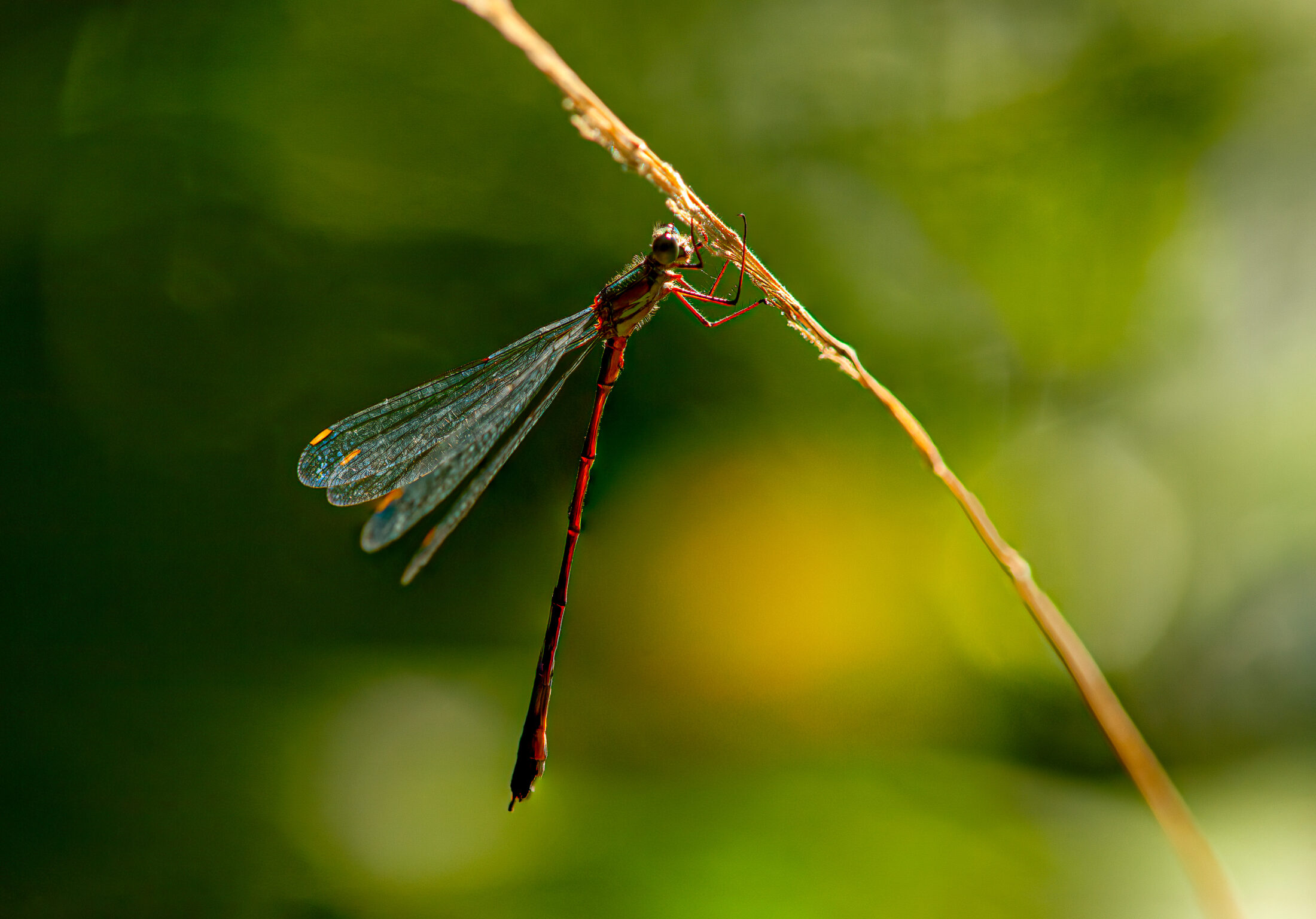 The Red Damselfly's Rest
