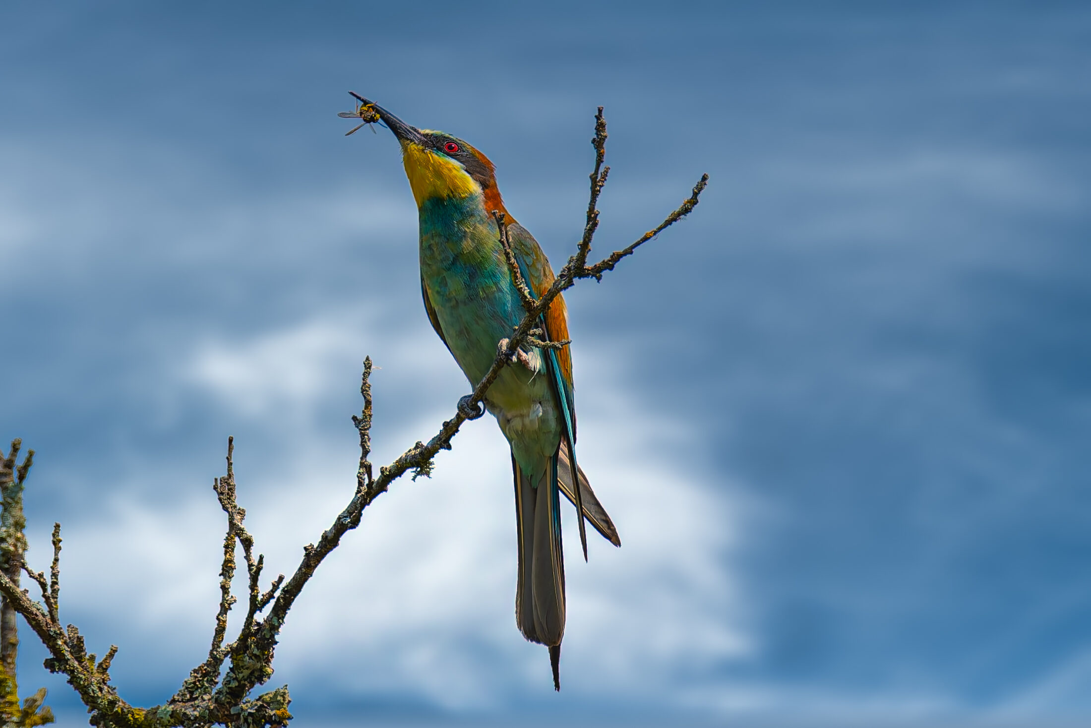 A stunning European Bee-eater (Merops apiaster) is captured mid-meal, perched on a bare, lichen-covered branch with a freshly caught bee or wasp in its long, slender beak. The bird's vibrant plumage, featuring a striking yellow throat, chestnut crown and