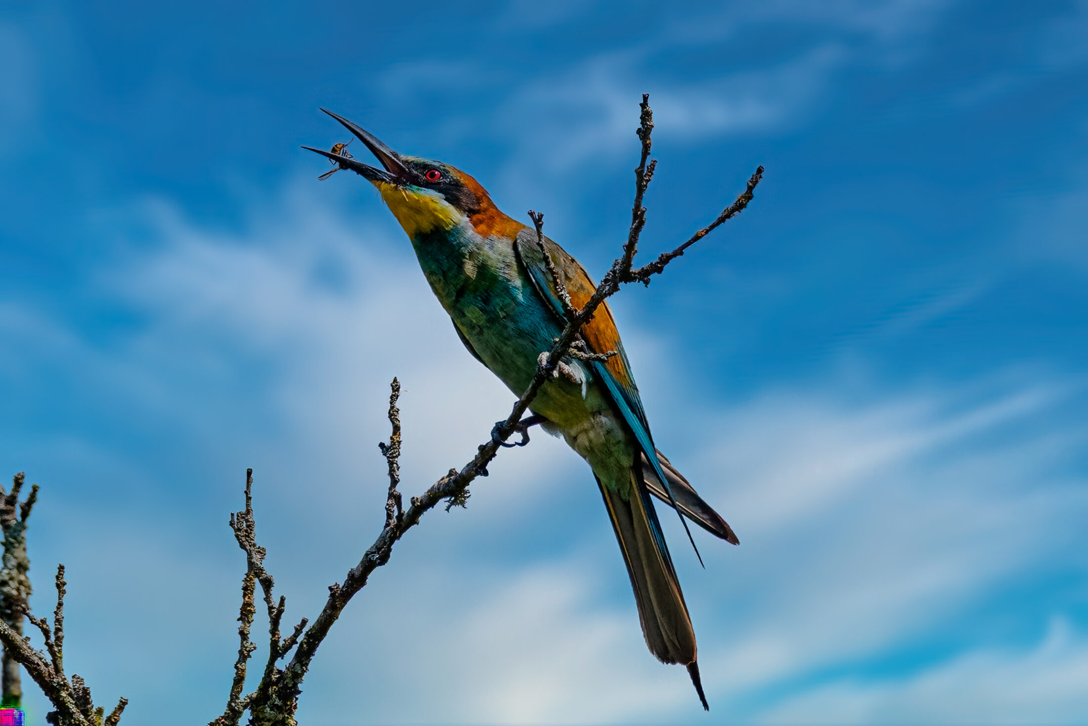 Vibrant Bee-eater's Catch-3