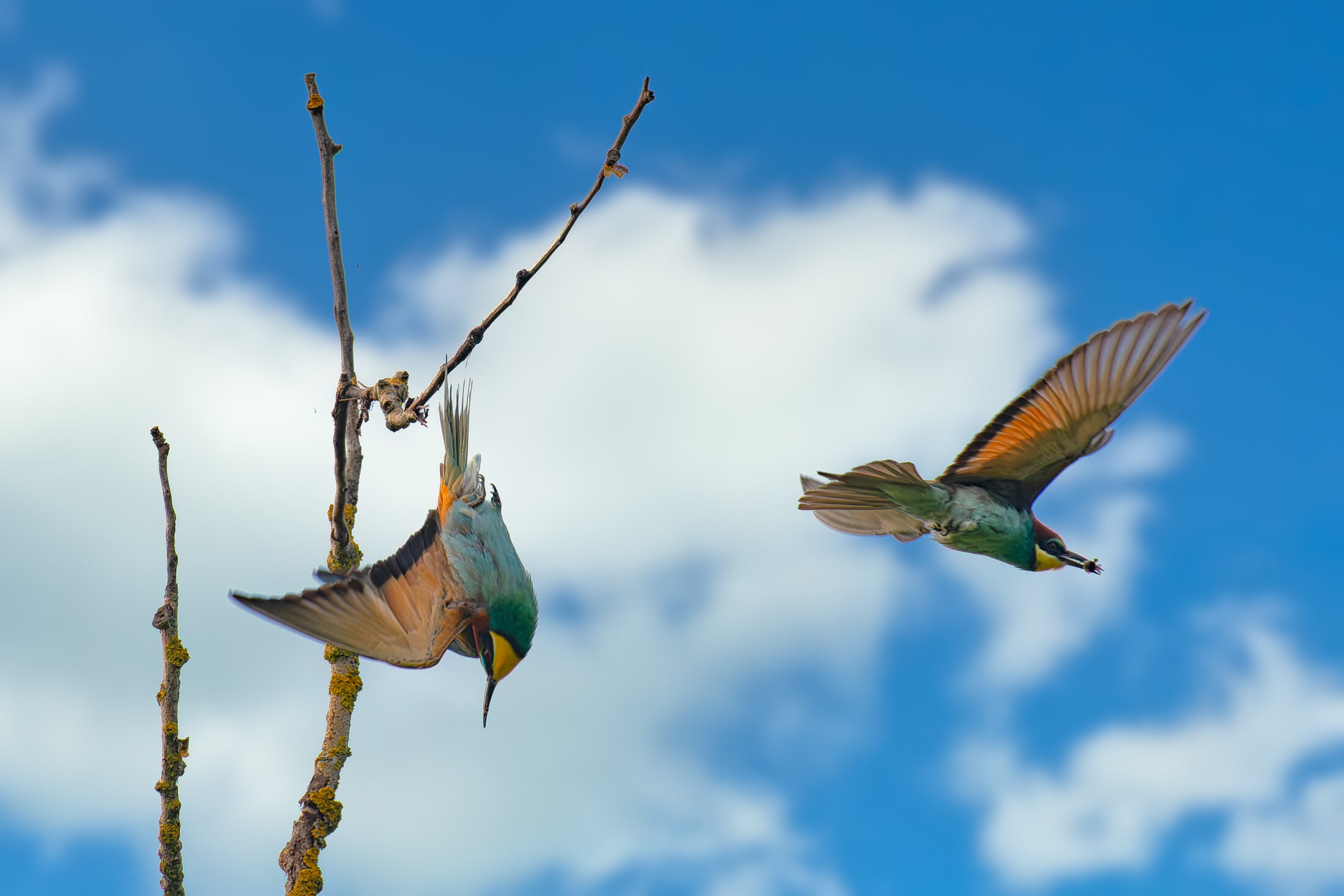 Vibrant Bee-eaters In Flight-1