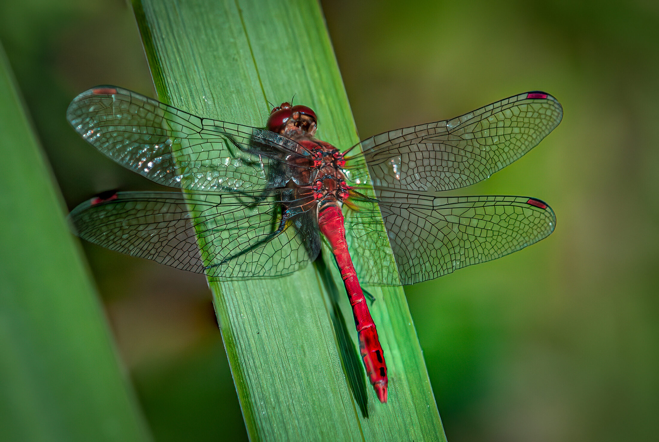 Vibrant Ruddy Darter Dragonfly on a Green Leaf