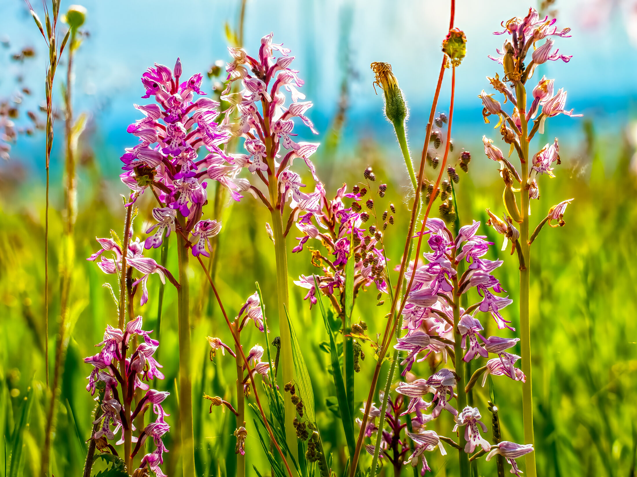 Wilde Orchideen Im Mai – Frühlingswiese Im Gegenlicht