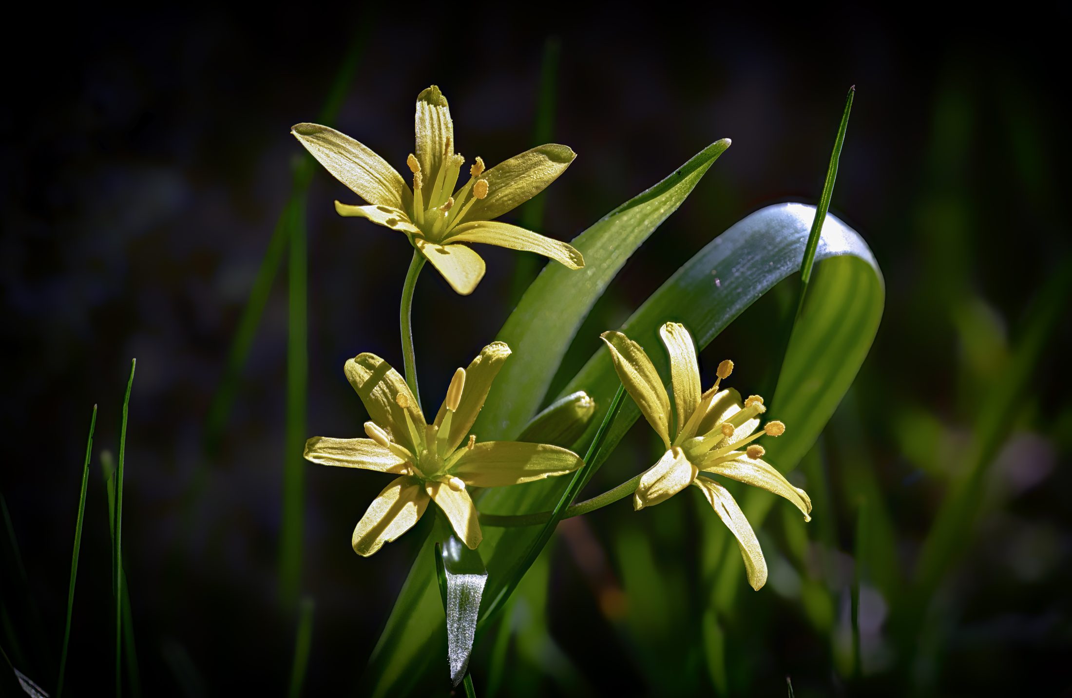 Yellow Star-of-Bethlehem in Spring Light, Frankenthal (Alsace)